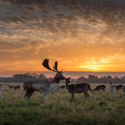 A stag stands in front of a herd of deer under a beautiful summer sunset in Phoenix Park, Dublin, Ireland, on a grassy plain with clumps of trees in the distance